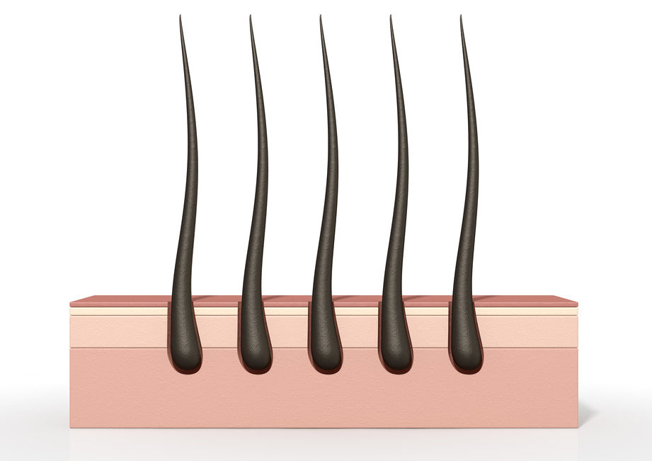 Cycle Of Hair Growth And Information About Follicles