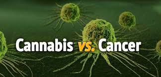 Can cannabis or cannabis oil cure cancer?